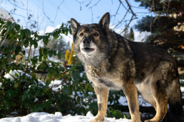 зимний пейзаж с собакой в снегу
