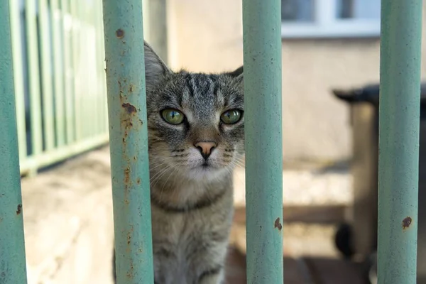 Bonito Gato Livre Parque — Fotografia de Stock