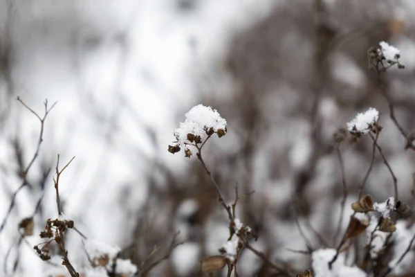 Natureza Coberta Neve Durante Inverno — Fotografia de Stock