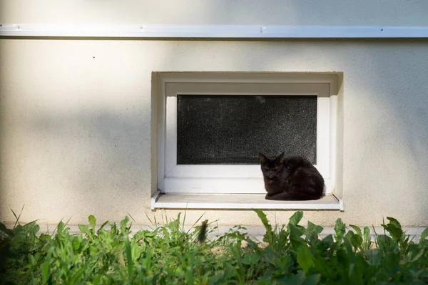 庭の猫動物 スロバキア — ストック写真