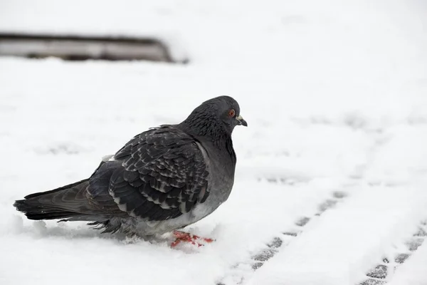 Pigeon Oiseau Sur Neige Slovaquie — Photo