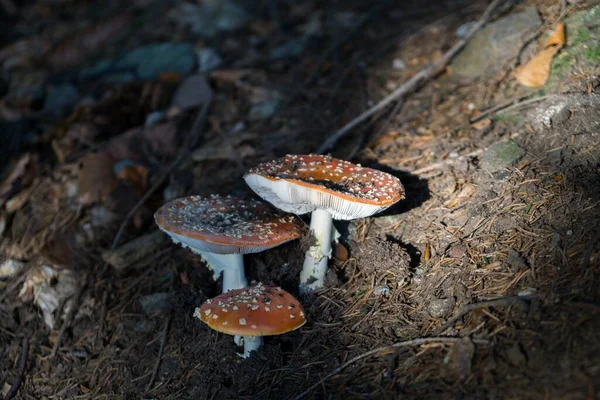 배경에는 버섯들이 — 스톡 사진