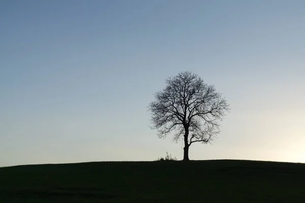 Schöner Einsamer Baum Bei Sonnenuntergang — Stockfoto