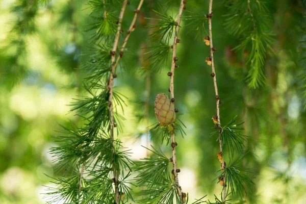 Dennenappels Boom Slowakije — Stockfoto