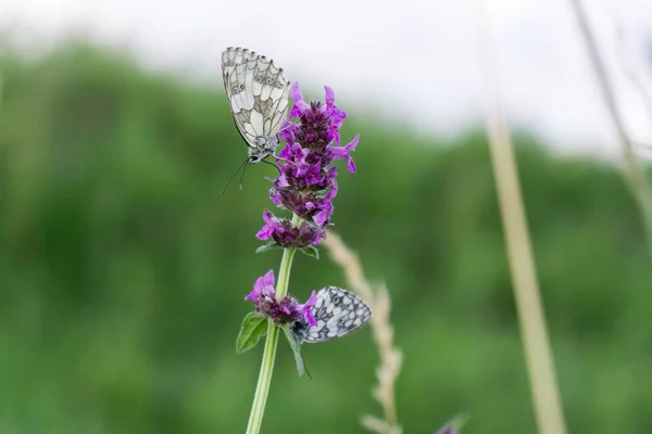 Pillangó Virágon Közelkép — Stock Fotó