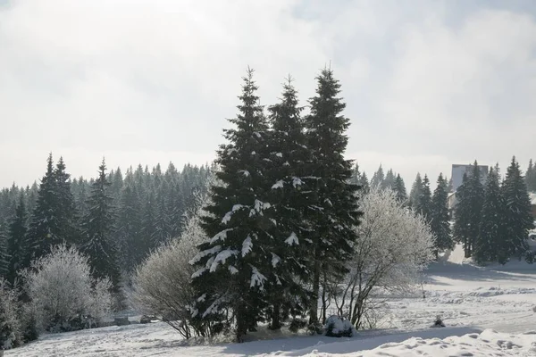 Nature Couverte Neige Hiver Slovaquie — Photo