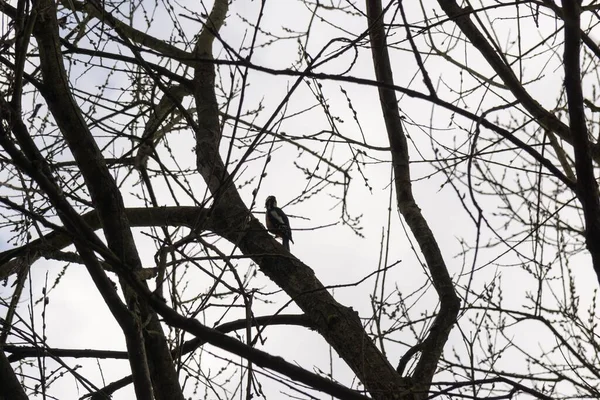 나무와 슬로바키아 — 스톡 사진