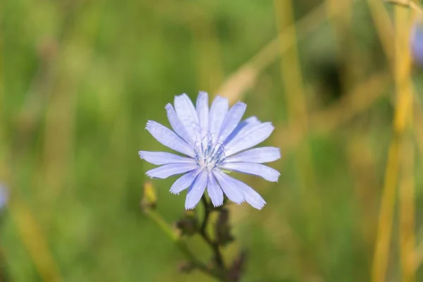 Violett Blomma Grönt Fält — Stockfoto