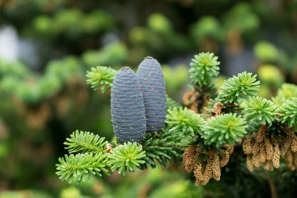 Gros Plan Une Jeune Plante Dans Forêt — Photo