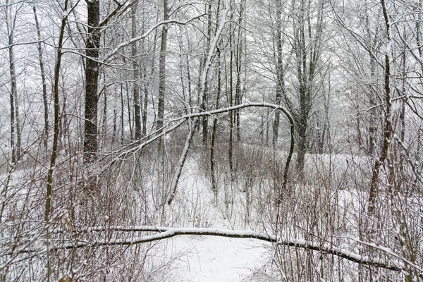 Natuur Bedekt Met Sneeuw Tijdens Winter — Stockfoto