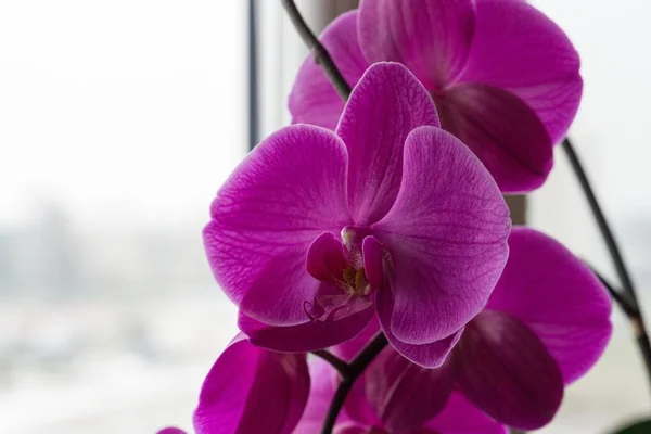 Flores Orquídea Floreciendo Países Bajos — Foto de Stock