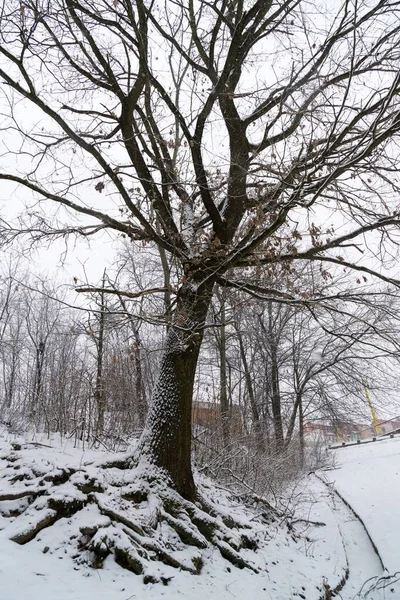 Naturaleza Cubierta Nieve Durante Invierno —  Fotos de Stock