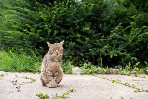 Mignon Chat Plein Air Dans Parc — Photo