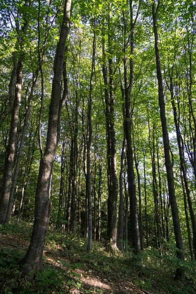 Colorido Bosque Otoñal Con Árboles Eslovaquia — Foto de Stock