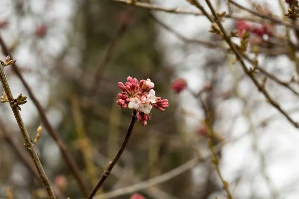 Tavaszi Virágzik Fehér Virágzó Szlovákia — Stock Fotó