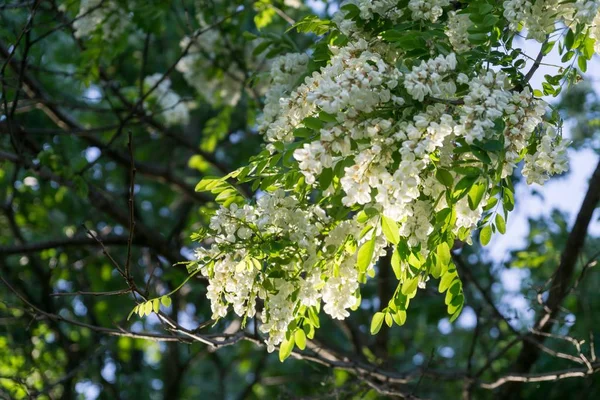 春に花を咲かせます 撃たれた — ストック写真