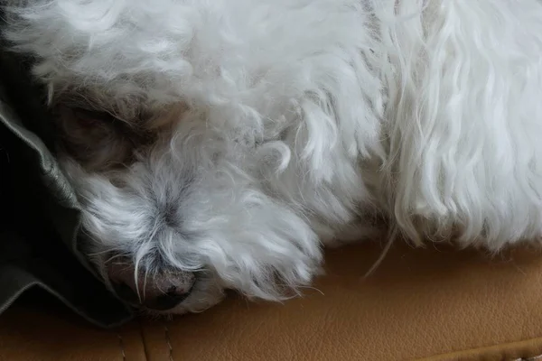 Retrato Perro Pequeño Blanco Casa —  Fotos de Stock