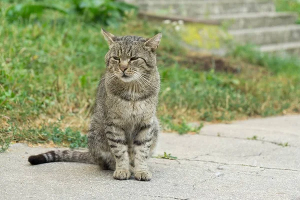 cute cat outdoor in park