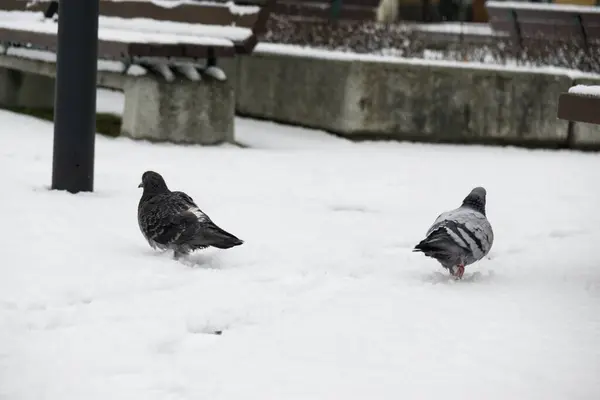 Duiven Eten Winter Sneeuw — Stockfoto