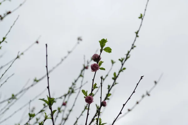 Bahar Ağacı Çiçek Açıyor Çiçek Açıyor Slovakya — Stok fotoğraf