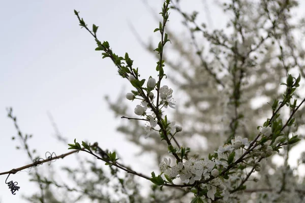 Frühlingsbaum Mit Blühenden Blumen — Stockfoto