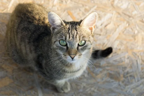 Mignon Chat Plein Air Dans Parc — Photo