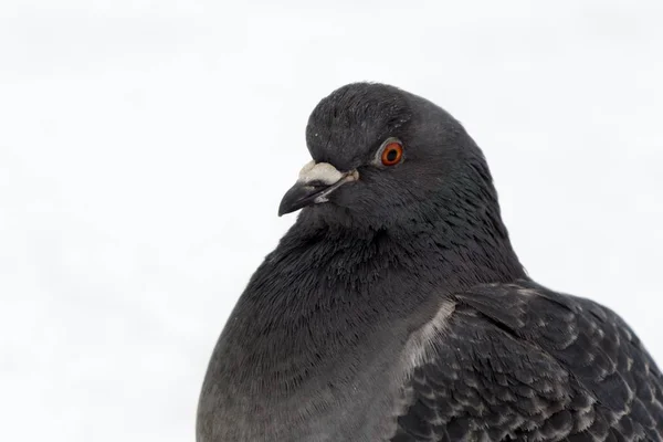 Uccello Piccione Sulla Neve Slovacchia — Foto Stock