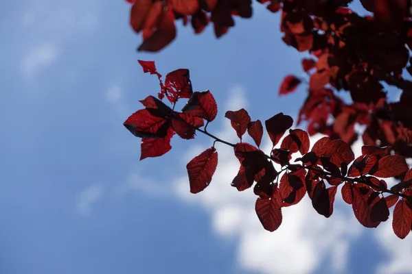 나무에 나뭇잎 슬로바키아 — 스톡 사진