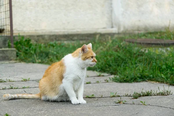 Милый Кот Открытом Воздухе Парке — стоковое фото