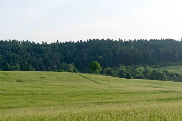 Beautiful Green Meadow Slovakia — Stock Photo, Image
