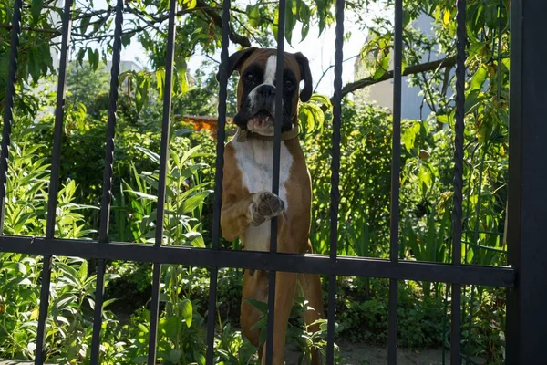 森の柵の上に犬を飼い — ストック写真