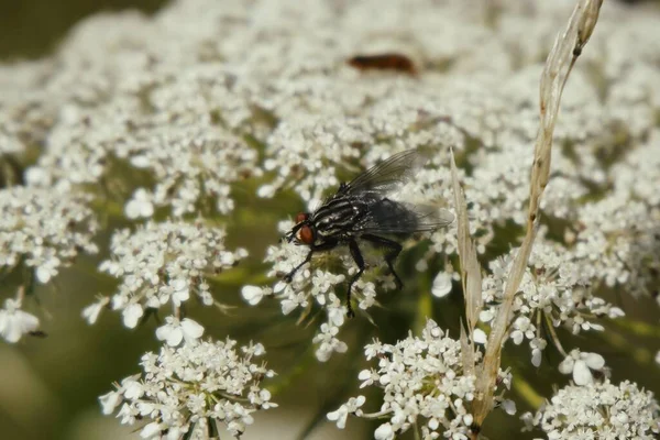 Fliegen Sie Auf Schönen Blumen Slowakei — Stockfoto