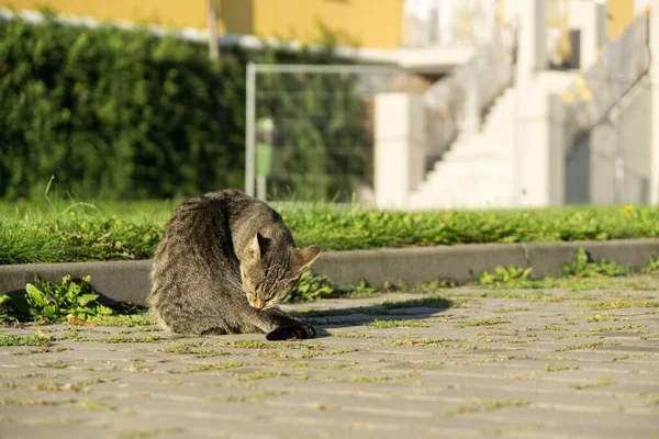 Gattino Grigio All Aperto Nel Parco — Foto Stock