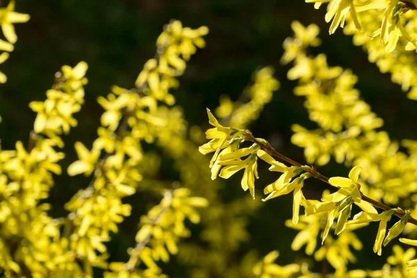 Árvore Primavera Com Flores Florescentes — Fotografia de Stock