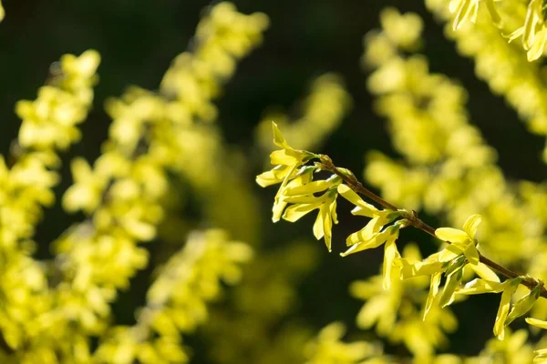 Árvore Primavera Com Flores Florescentes — Fotografia de Stock