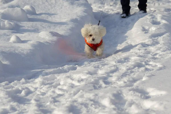 Bílý Malý Pes Hraje Zimním Čase — Stock fotografie