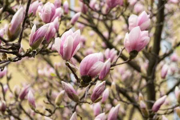 Voorjaarsboom Met Bloeiende Bloemen — Stockfoto