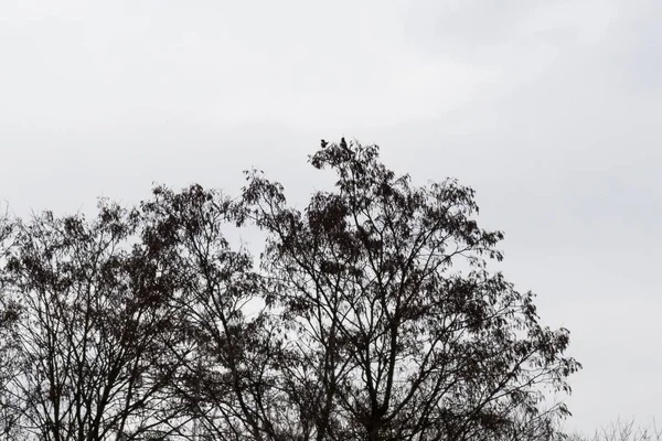 Träd Och Stigar Skogen Slovakien — Stockfoto