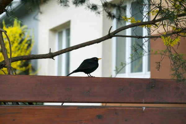 鸟儿坐在栅栏上 — 图库照片