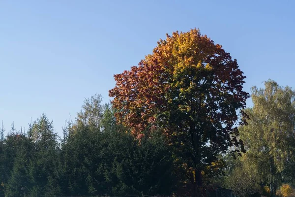 Feuilles Automne Colorées Sur Les Arbres Dans Nature Slovaquie — Photo