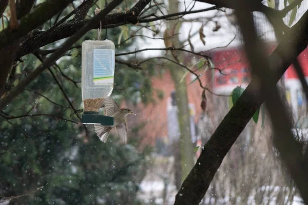 Ptak Karmniku Ptaków Podczas Opadów Śniegu Zimie Słowacja — Zdjęcie stockowe