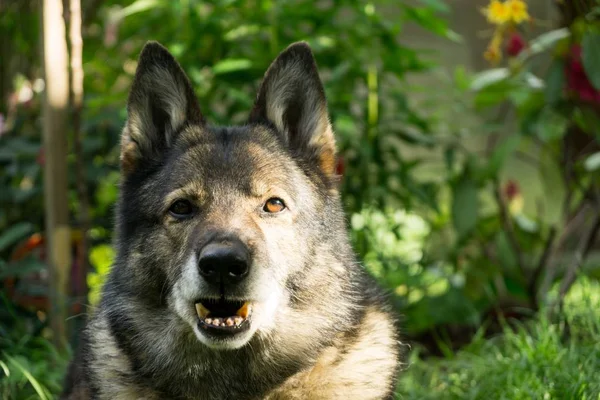 Duitse Herder Hond Natuur Bos Slowakije — Stockfoto
