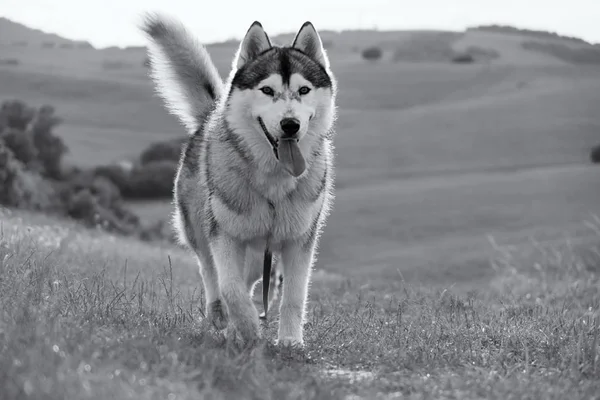 Chien Husky Sibérien Dans Prairie Slovaquie — Photo