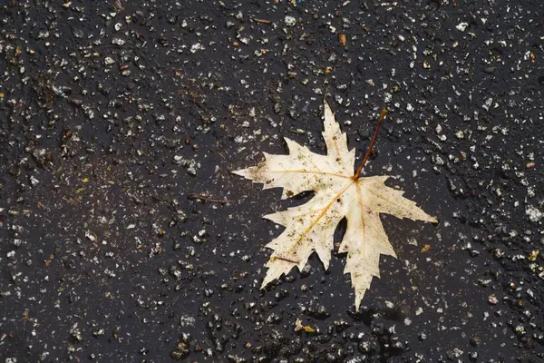 Herbst Blatt Auf Dem Boden Hintergrund — Stockfoto