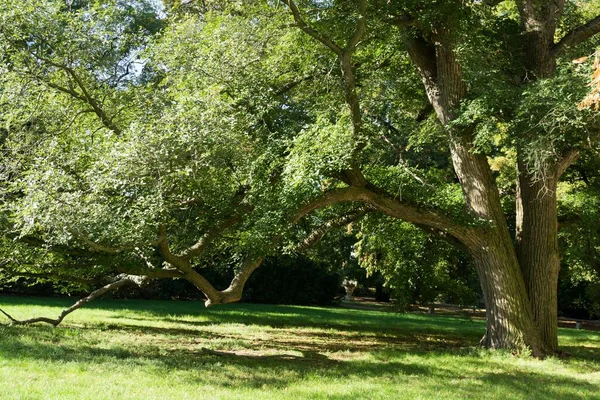 美しい公園の緑の木 — ストック写真