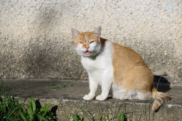 Söt Katt Utomhus Parken — Stockfoto