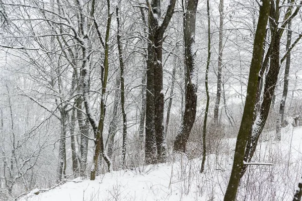 Naturaleza Cubierta Nieve Durante Invierno —  Fotos de Stock