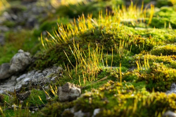 Prachtig Gras Weide Slowakije — Stockfoto