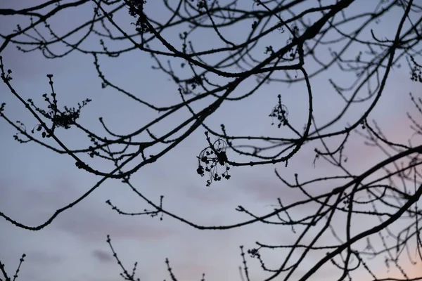 Pussy Willow Branches Spring — Stock Photo, Image