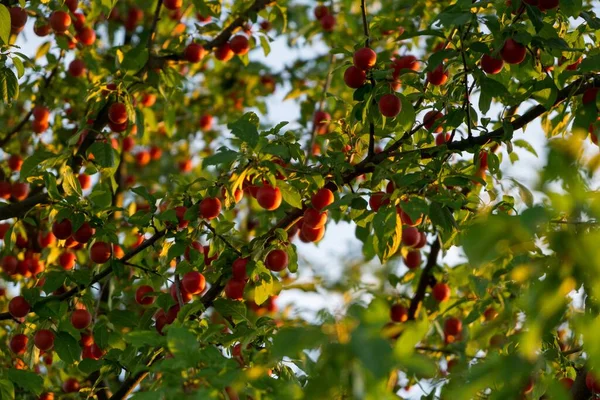 Schöne Äpfel Herbstlichen Garten — Stockfoto